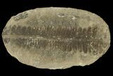 Pecopteris Fern Fossil (Pos/Neg) - Mazon Creek #89922-1